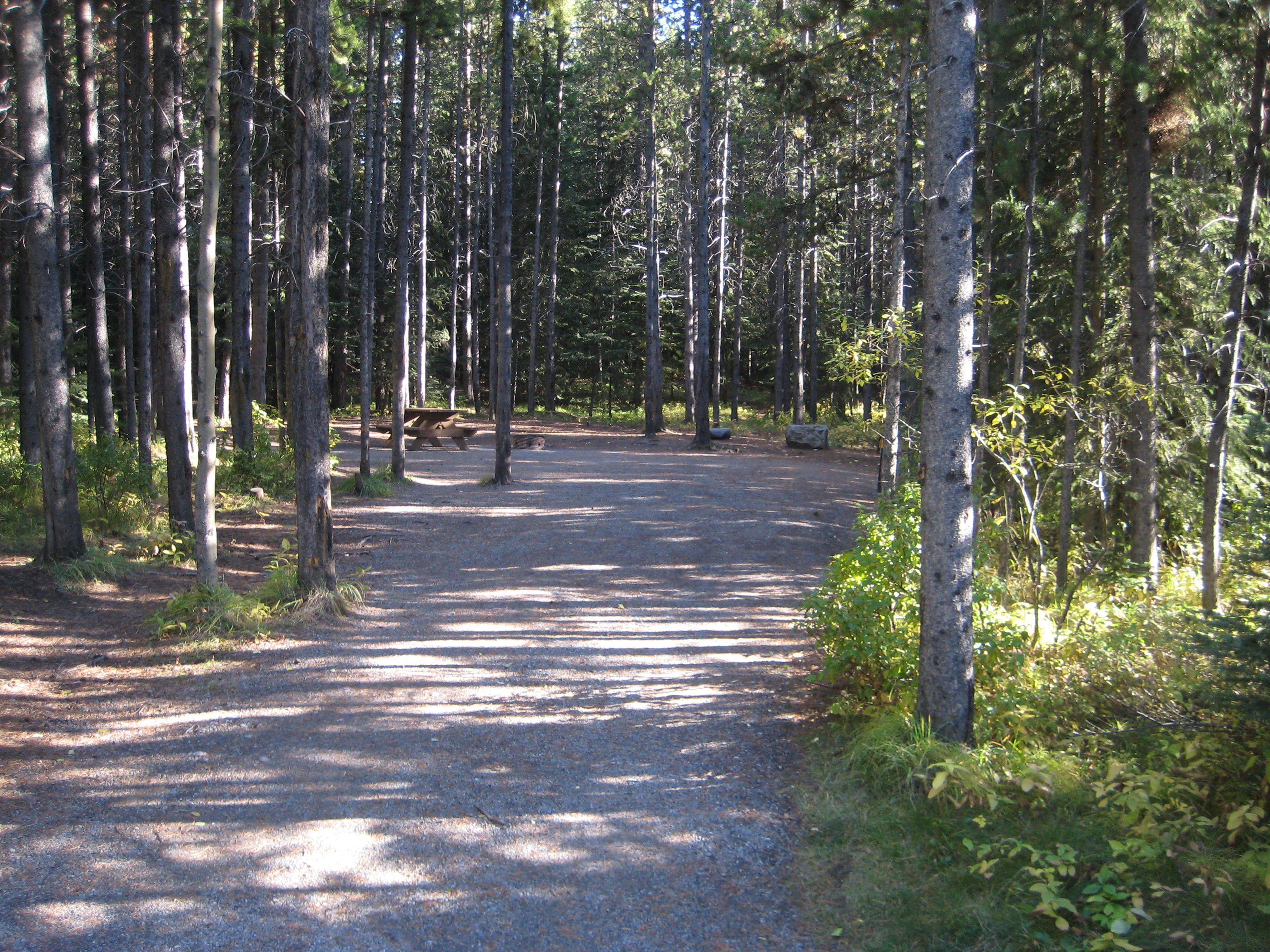 Campsite 49 in Loop C
