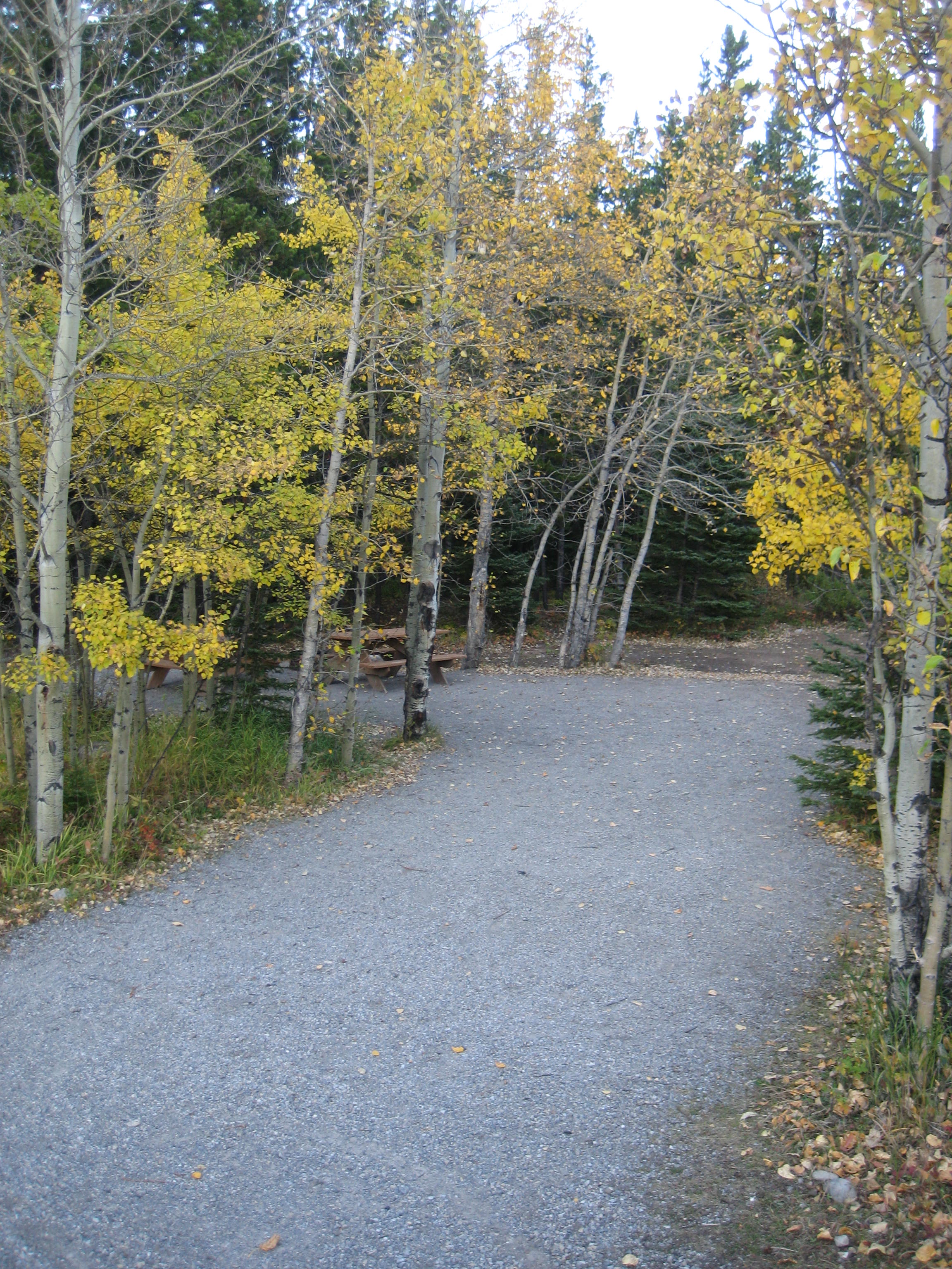 Campsite 31 in Loop F